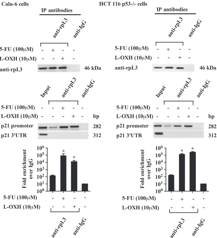 Figure 6: Analysis of the interaction between rpL3 and p21 gene promoter in response to 5-FU and L-OHP treatments