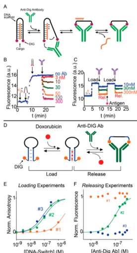 Figure 4. Antibody-controlled DNA nanoswitches for controlled release of molecular payloads
