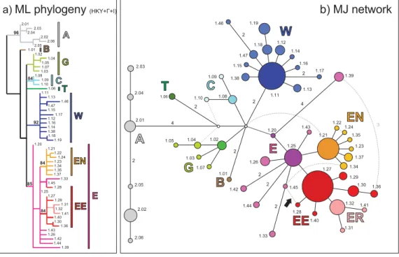 Fig. 1 Reconstructed evolutionary relationships and geographical distribution of the 53 mtDNA haplotypes sampled in central/eastern European populations of Parnassius mnemosyne