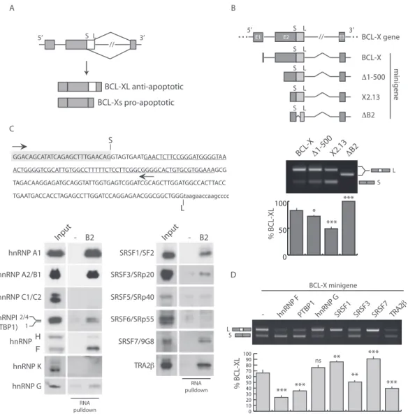 Figure 1. Identification of RNA-binding proteins involved in selection of distal 5  splice site in BCL-X exon 2