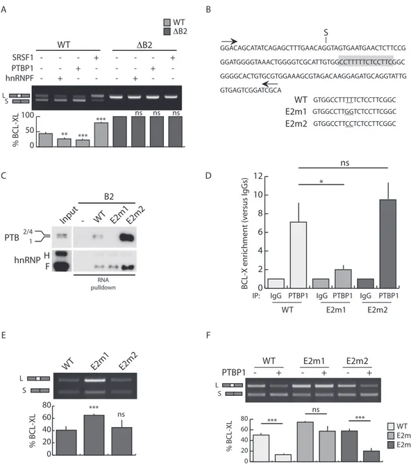 Figure 3. The B2 element is required for PTBP1-dependent BCL-Xs splicing. (A) RT-PCR analysis of the in vivo splicing assays performed in HEK293T cells transfected with WT or mutated ( B2) BCL-X minigenes and the indicated splicing factors