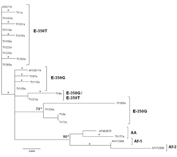 Fig. 1. Phylogenetic tree based on 34 sequences of theE6 gene (420 bp). K02718 is the European reference sequence for HPV 16 DNA [Seedorf et al., 1985]