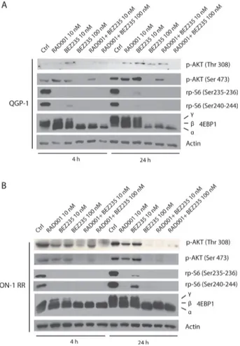 Figure 4: Combined treatment with BEZ235 and  RAD001  efficiently  suppresses  phosphorylation  of  AKT and 4EBP1 in RAD001-resistant PET cells