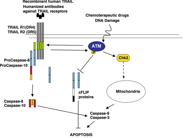 Figure 1. ATM kinase activity modulates TRAIL sensitivity. DNA damaging agents  trigger ATM kinase activity which in turn modulates TRAIL sensitivity through three  mechanisms: (1) ATM activity promotes TRAIL R2 expression [115]; (2) TRAIL-R1 and  TRAIL-R2