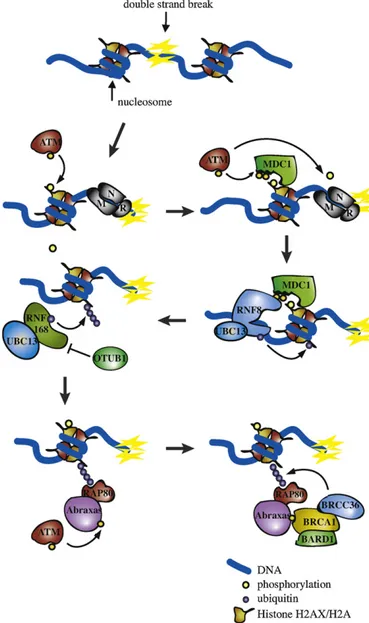 Fig. 2. DSBs are recognized by Mre11–Rad50–Nbs1 (MRN) complex, which promotes the activation of ATM