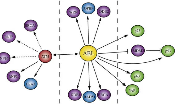 Fig. 3. Model for integrated signaling functions of c-Abl. Abl may regulate double strand breaks repair and/or cell death to damage