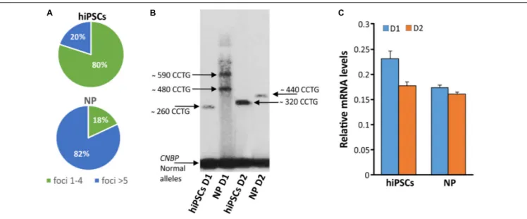 FIGURE 9 | Detection of DM2 mutation at DNA, expression of CNBP gene and RNA level during differentiation