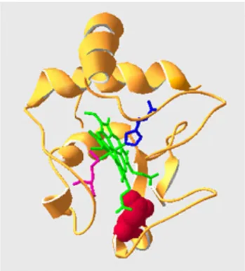 Fig. 1 Ribbon structure of yeast iso-1-cytochrome c. The heme group, with Fe(III) bound to His18 (blue) and Met80 (magenta), is represented in green