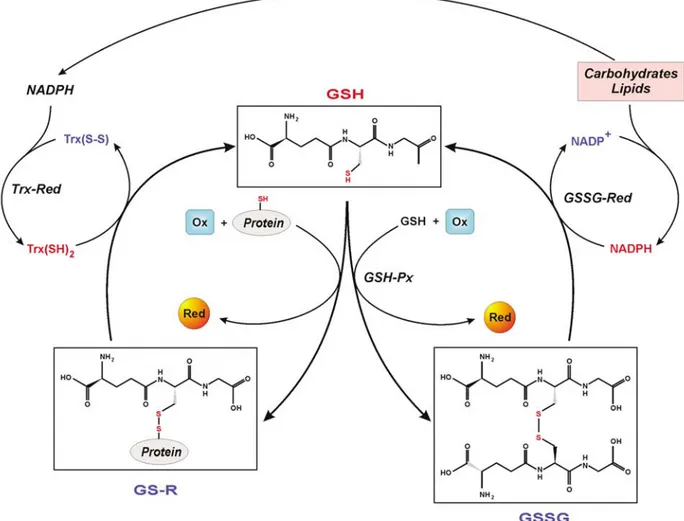 Figure 1 Glutathione redox cycle. In the schematic diagram are represented the reduced (GSH) and oxidized forms (GSSG and GS-R) of glutathione