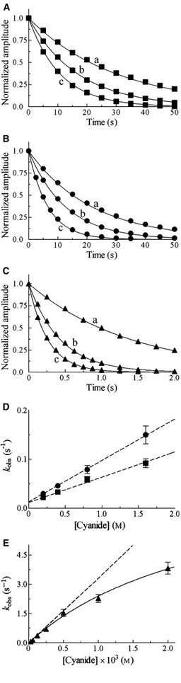 Fig. 4. Kinetics of cyanide binding to Mt-trHbN(II), Mt-trHbO(II), and Cj-trHbP(II). (A) Normalized averaged time courses for cyanide binding to Mt-trHbN(II)