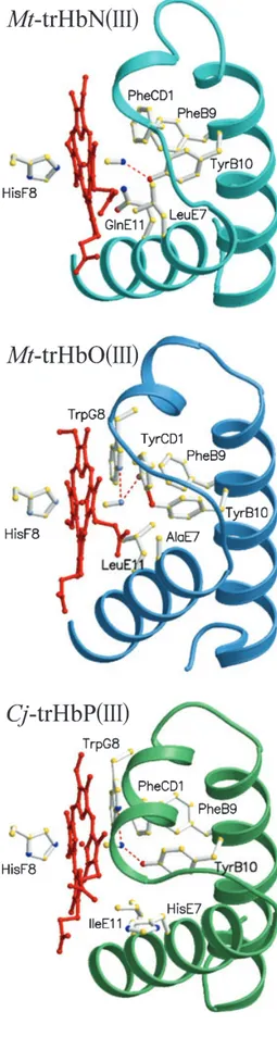 Fig. 6. View of the heme distal pocket of the cyanide derivative of Mt-trHbN(III) (Protein Data Bank code: 1RTE [18]), Mt-trHbO(III) (Protein Data Bank code: 1NGH [51]), and Cj-trHbP(III) (Protein Data Bank code: 2IG3 [16]), displaying part of the surround