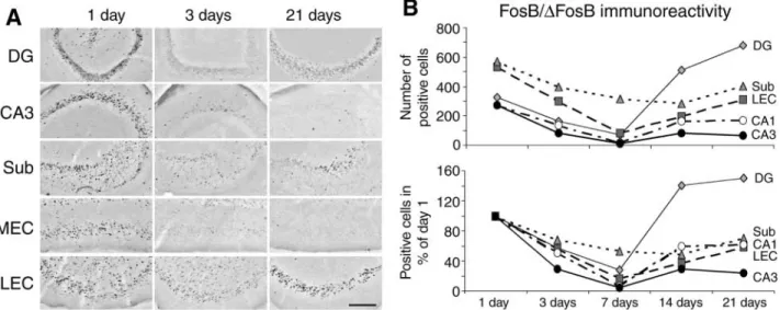 Fig. 7. Time-course of FosB/ ∆F osB immunoreactivity after pilocarpine-induced SE. (A) Distribution of FosB/ ∆F osB positive cell nuclei in different limbic regions at 1, 3, and 21 d after status epilepticus (SE)