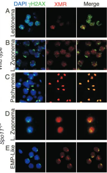 FIG. 6. Staining patterns of ␥H2AX and XMR in wild-type and Spo11 ⫺/⫺ spermatocytes in squash preparations of testicular cells.