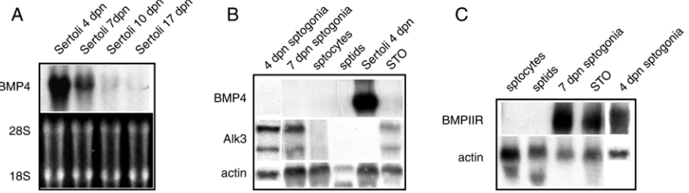 Fig. 1A and B show northern blot analyses of BMP4 expression in purified testicular cells obtained at various ages of development