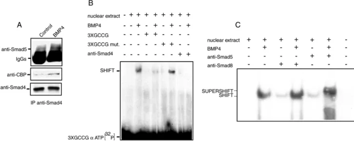 Fig. 7. BMP4 treatment induces Kitl sensitivity and Kit expression in Kit-negative and Kit-positive spermatogonia