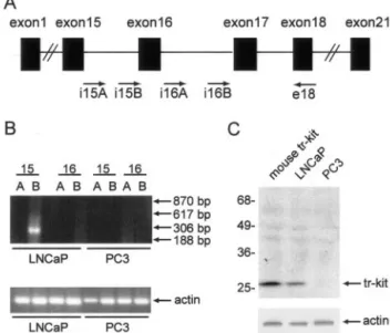 Figure 1. Expression of human tr-Kit in LNCaP cells. A: Schematic represen- represen-tation of the c-kit genomic structure