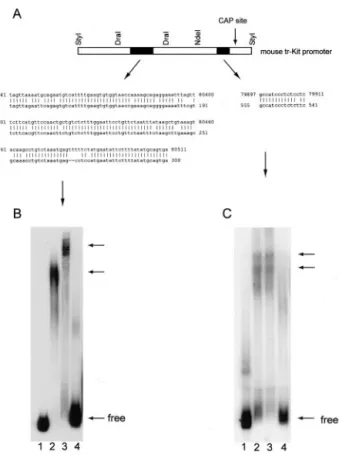 Figure 2. Nuclear factors in LNCaP cells bind to discrete sequences of the mouse tr-Kit promoter