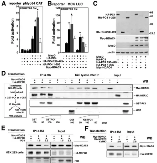 FIG. 8. PC4 antagonizes HDAC4 and displaces it from MEF2C. (A and B) The carboxyl-terminal region of PC4 synergizes with MyoD and reverses the inhibition by HDAC4