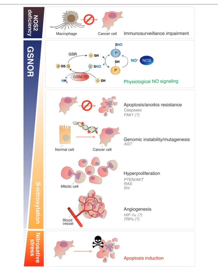 FIGURE 1 | Roles of NO signaling and protein denitrosylation in cancer. Nitric oxide plays different roles in cancer biology depending on its concentration
