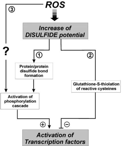 Fig. 1. Proposed pathways for oxidant-mediated signal transduction. ROS can raise ``disulphide potential'' of cellular environment resulting either in protein/