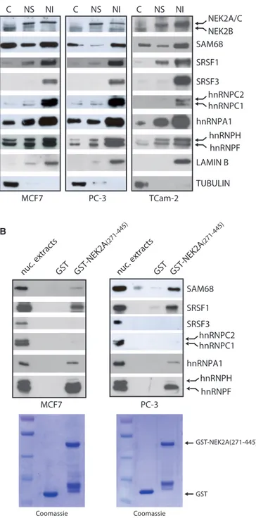 Figure 2. NEK2 associates with splicing factors. (A) Cytosolic (C), nuclear soluble (NS) and nuclear insoluble matrix-associated (NI)  frac-tions of MCF7, PC-3, TCam-2 cells were analysed by western blot using antibodies for NEK2 and indicated splicing fac
