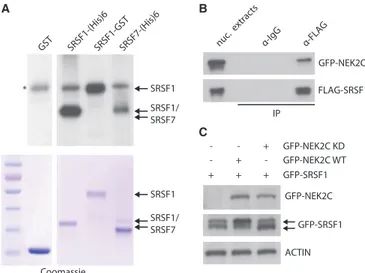 Figure 3. NEK2 phosphorylates splicing factors. (A) Puriﬁed NEK2 was incubated with puriﬁed GST (as negative control),  SRSF1-(His) 6 , SRSF1-GST or SRSF7-(His) 6 proteins and g-[ 32 P]ATP.