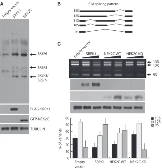 Figure 4. NEK2 phosphorylates SR proteins and modulates E1A splicing. (A) Western blot analysis of SR protein phosphorylation in HeLa cells transfected with FLAG-SRPK1 or GFP-NEK2C using the anti-SR proteins 1H4 antibody