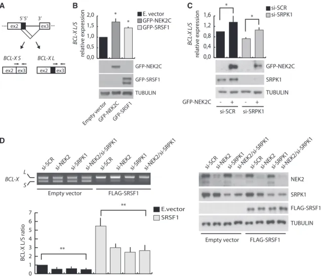 Figure 5. NEK2 modulates BCL-X AS affecting SRSF1 activity. (A) Schematic representation of the BCL-X AS