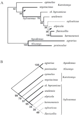 Figure 7. (A) Maximum-likelihood tree showing phyloge- phyloge-netic relationships between the Apodemus species studied.
