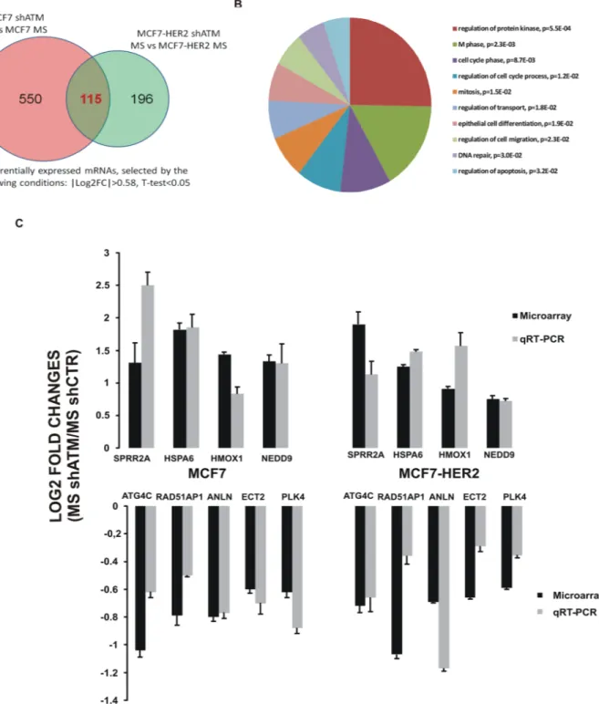 Figure  3:  Gene  expression  profiling  of  mammospheres  with  or  without  interfering ATM  expression