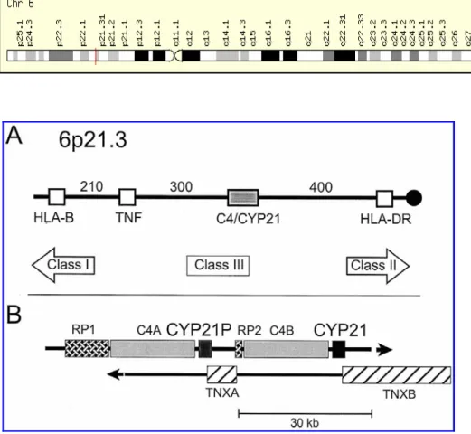 Figura 6: Localizzazione del gene CYP21 all’interno del complesso maggiore di  istocompatibilità HLA sul cromosoma 6p21.3