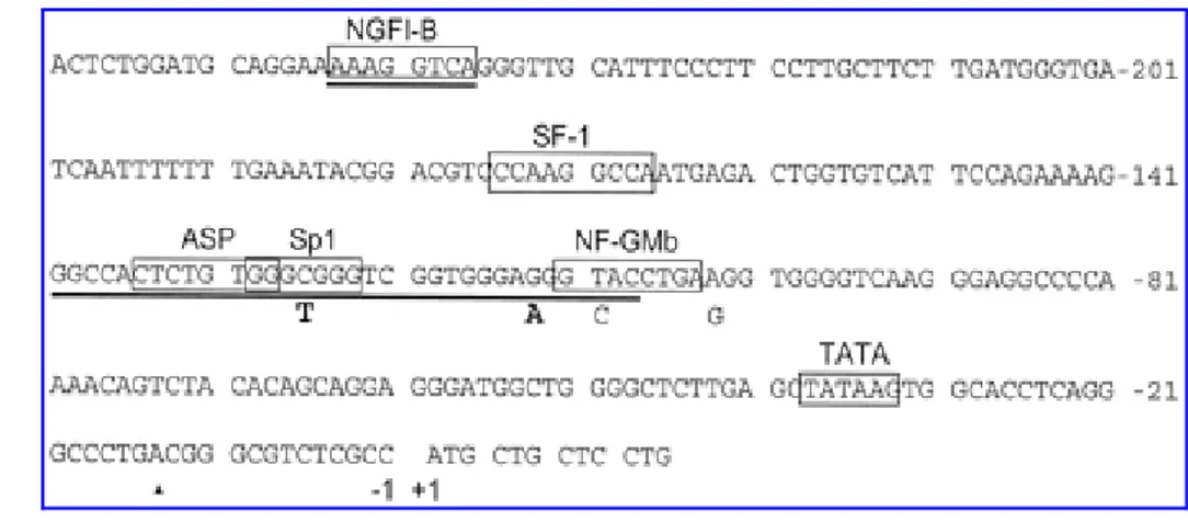Figura 7 :Tratto di sequenza responsabile del controllo trascrizionale del CYP21. I nucleotidi  sono numerati a partire dal codone di inizio della traduzione ATG