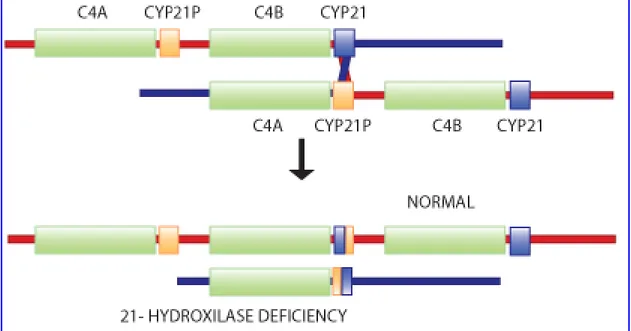 Figura 8:Un crossing over ineguale può generare una delezione del CYP2. Quando durante la meiosi i  cromosomi non si allineano correttamente, un crossing over può generare due cromosomi figli, uno con tre  copie del complesso C4-CYP21 e uno con un’ unica c