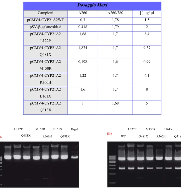 Figura 13 : MAXI del plasmide pCMV4-CYP21A2 WT, dei plasmidi mutagenizzati e del pSV-β- pSV-β-galattosidasi 