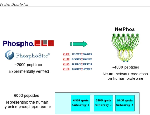 Figure  6:  overview of the steps undertaken to define the array of peptides containing a  phosphorylated   tyrosine   residue   that   would   be   used   to   study   the   interaction   partner  recognition specificity of SH2 domains and the substrate r