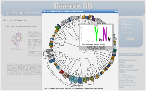 Figure  12:  the “Browse Projects” section of PepspotDB's web site. The figure shows a  panel   that   summarizes   the   outcome   of   the   SH2   Human   Interactome   Mapping   project   by  showing   a   hierarchical   clustering     of   the   human 