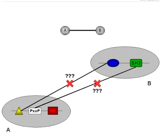 Figure 1: protein A and B are composed of three and two domains respectively. Thus, the  interaction   between   protein   A   and   B   may   be   explained   equally   well   by   several   possible  domain-domain interactions (e.g