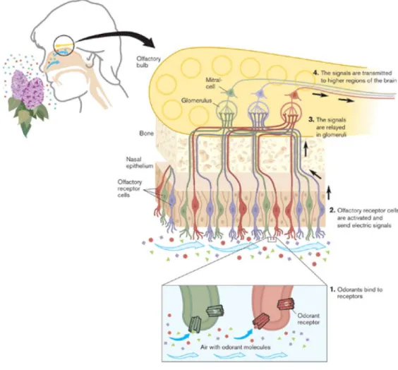 Figure 1.1: odorant receptors and the organization of the olfactory system. 