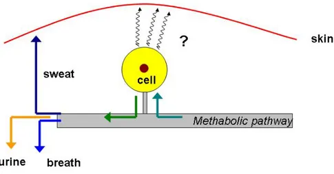 Figure 1.2: schematic view of the cell metabolic pathway with a focus on its possible  outcomes (sweat,urine,breath).