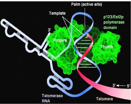 Figure 5. Structure of telomerase 