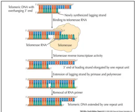 Figure 6. Action of telomerase. (Cooper  and Hausman , 2007) 