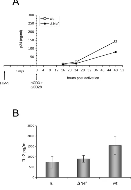 Fig.  4.  Nef  enhances  viral  replication  and  IL-2  production  in  response  to CD3/CD28 stimulation in quiescent CD4 +  T lymphocytes infected with HIV-1 (A, B) Freshly isolated CD4 +  T lymphocytes uninfected (n.i) and infected with HIV-1 NL4-3 viru