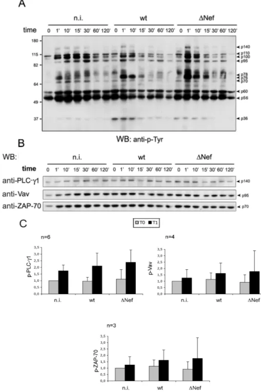 Fig. 5. Activation of HIV-infected T cells via CD3/CD28