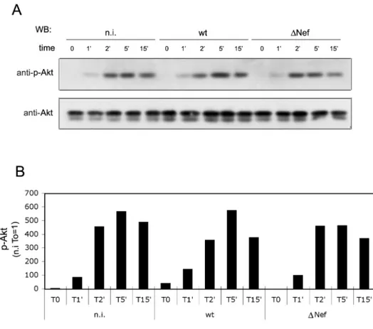 Fig. 6.  Effect of Nef on Akt activation in HIV-1-infected cells.