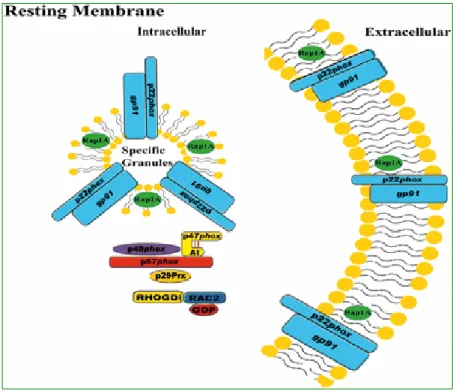 Figure 2. Resting membrane of human PMNs. Representative picture of a resting  PMN and the location of the NADPH oxidase components, including the cytosolic  components  (p47 phox ,  p67 phox ,  p40 phox ,  Rac2,  and  p29)  and  the  membrane-bound  compo