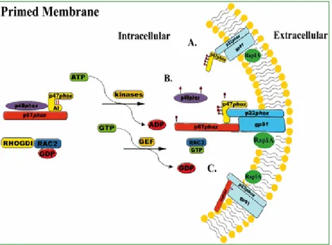 Figure  3.  Primed  membrane  of  human  PMNs.  Representative  image  of  the  phosphorylation  and  translocation  of  the  oxidase  components  with  external  priming  agents