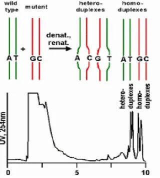 Figure  8.  Schematic  representation  of  DHPLC  procedure.  Samples  and  controls  are  amplified,  mixed  in  equimolar  quantity,  partially  heat  denaturated,  rinaturated  to  consent  the  formation  of  heteroduplex  and  homoduplex molecules and