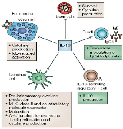 Figure 6. Functions of interlukin-10. IL-10 is a pleiotropic cytokine that has been shown  to inhibit activation of, and cytokine generation by, mast cells, as well as survival of, and  cytokine production by, eosinophils