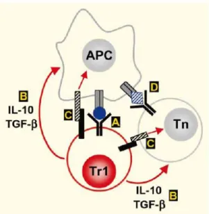 Figure 7. Possible mechanisms of action of Tr1 cells. (A) Tr1 cells release IL-10 and  TGF-b into the microenvironment after activation via the TCR