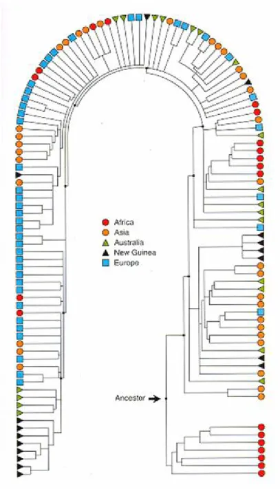 Figura 1: albero filogenetico del DNA mitocondriale (Cann et al, 1987)